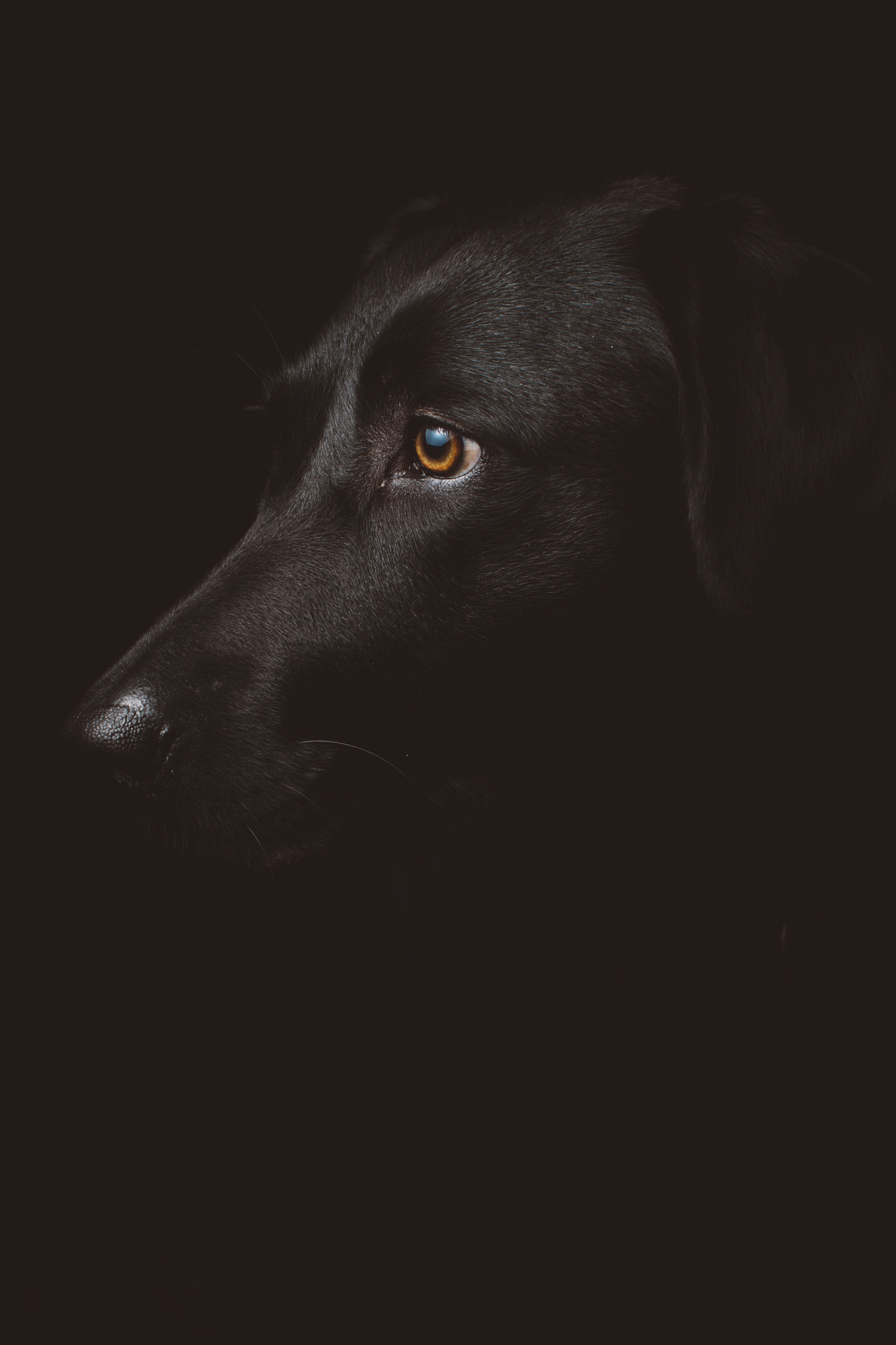 Hundar By Nilssons